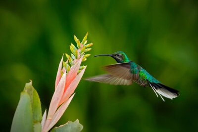 Papier peint  Hummingbird White-tailed Sabrewing voler à côté de belle Strelitzia fleur rouge. Colibri, mouche Action scène de la faune de Trinité-et-Tobago. Beau oiseau rare vert de la forêt tropicale.