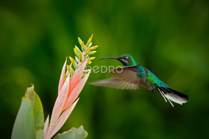 Papier peint  Hummingbird White-tailed Sabrewing voler à côté de belle Strelitzia fleur rouge. Colibri, mouche Action scène de la faune de Trinité-et-Tobago. Beau oiseau rare vert de la forêt tropicale.