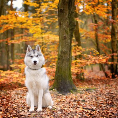 Papier peint  Husky dans la forêt d'automne