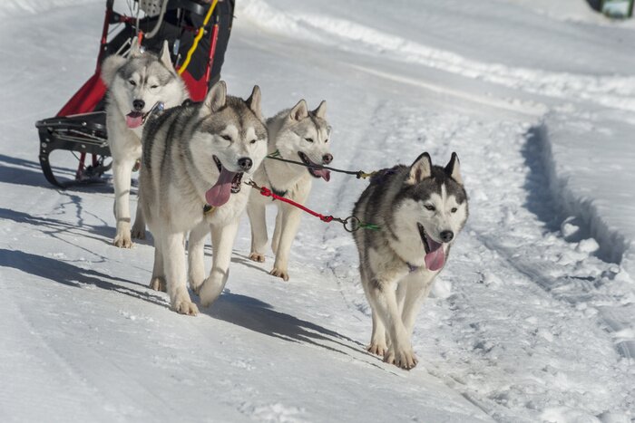 Papier peint  Husky en attelage sur la neige