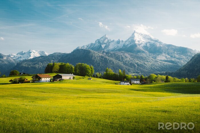 Papier peint  Idyllic landscape in the Alps with blooming meadows in springtime