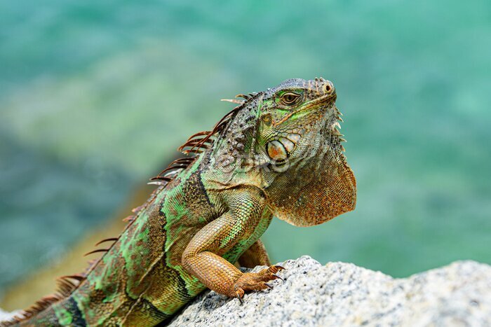 Papier peint  Iguane vert sur une pierre