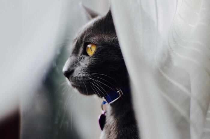 Papier peint  Il sogno della libertà