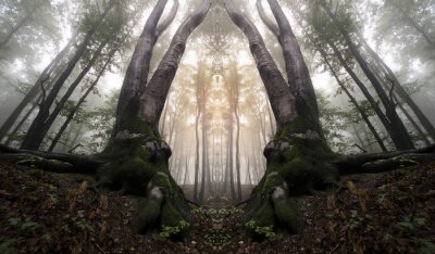 Papier peint  Illusion de forêt 3d