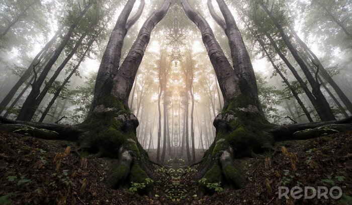 Papier peint  Illusion de forêt 3d