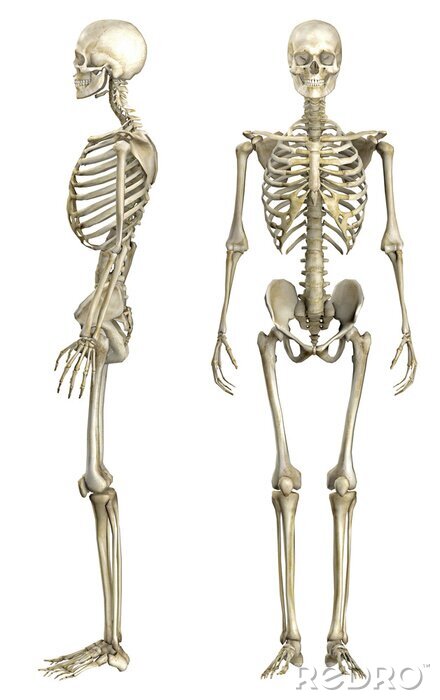 Papier peint  Illustration anatomique de squelette humain 1