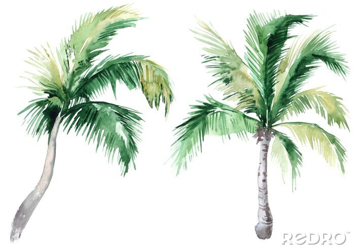 Papier peint  Illustration aquarelle de deux petits palmiers