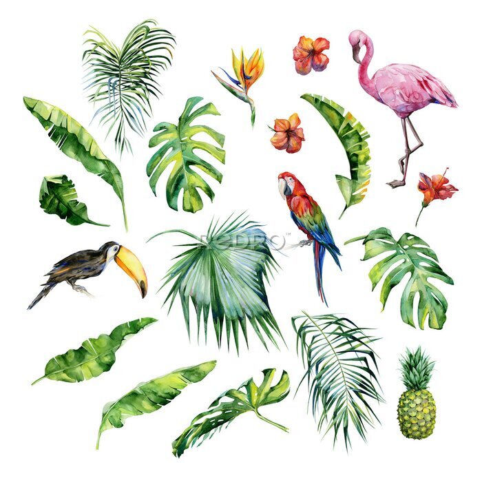 Papier peint  Illustration aquarelle de feuilles tropicales, d'oiseaux flamants et d'ananas. Toucan et araignée écarlate Parrot.Strelitzia reginae flower. Peinte à la main. Bannière avec motifs tropicaux pour l'été