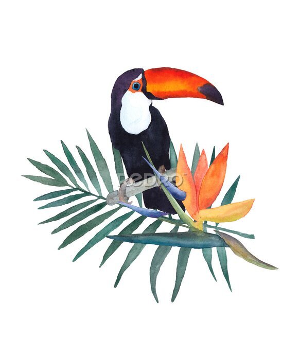 Papier peint  Illustration aquarelle sur fond blanc Toucan, feuille de palmier et fleur de strelitzia. Croquis dessiné à la main. Design d'impression.