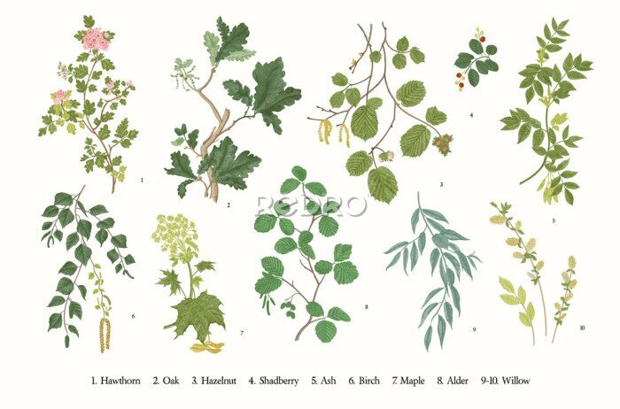 Papier peint  Illustration avec des branches d'arbres