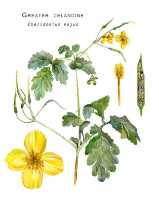 Illustration botanique colorée de l'ombelle de la tussilage