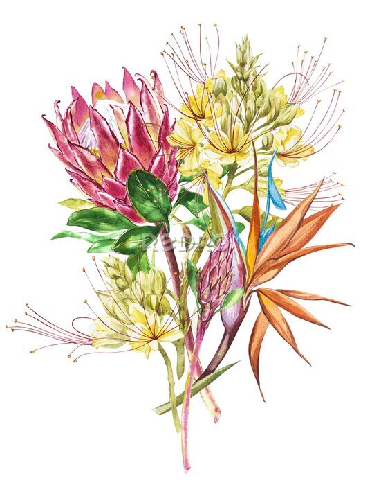 Papier peint  Illustration botanique florale de décoration tropicale. Aquarelle isolée Perfectionnez pour l'invitation, le mariage ou les cartes de voeux.