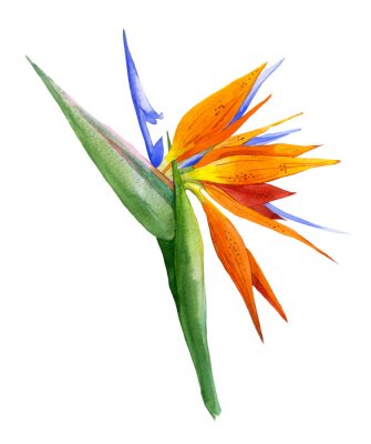 Papier peint  Illustration d'aquarelle avec la branche réaliste de strelitzia.