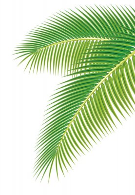 Illustration de feuilles de palmier isolée sur fond blanc