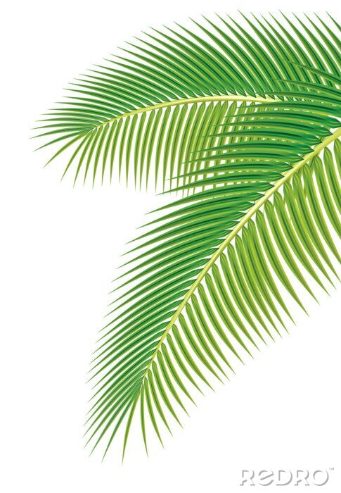 Papier peint  Illustration de feuilles de palmier isolée sur fond blanc