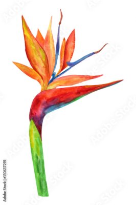 Papier peint  Illustration de l'oiseau fleur de paradis ou strelitzia aquarelle.