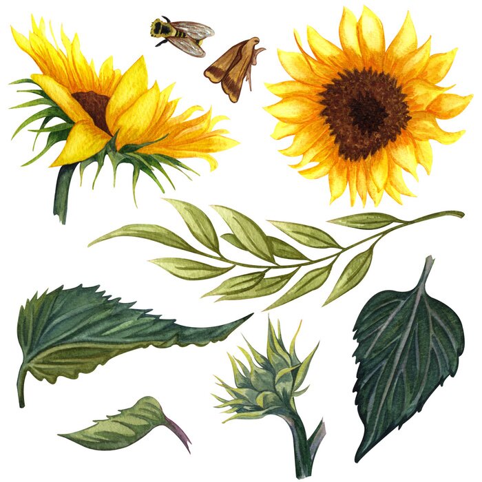 Papier peint  Illustration de la nature avec tournesol