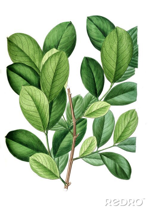 Papier peint  Illustration de la plante