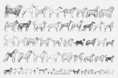 Papier peint  Illustration grise de race de chien