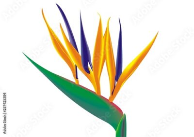 Papier peint  Illustration of a crane flower (Strelitzia reginae)