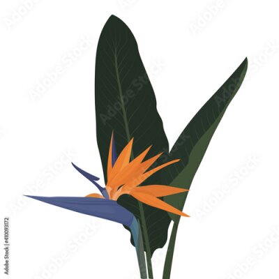 Papier peint  illustration of a tropical strelitzia flower with green leaves