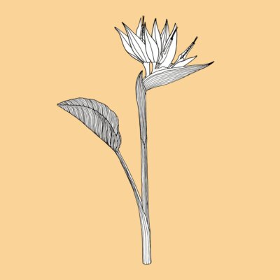Papier peint  Illustration of Strelitzia.  Realistic, hand-drawn illustration on a green background. Can be used for postcards, invitations, advertising, web.