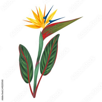 Papier peint  Illustration of tropical strelitzia flower.