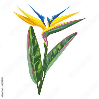 Papier peint  Illustration of tropical strelitzia flower.