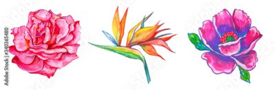 Papier peint  Illustration painted rose, 
strelitzia, anemone  on an isolated white background