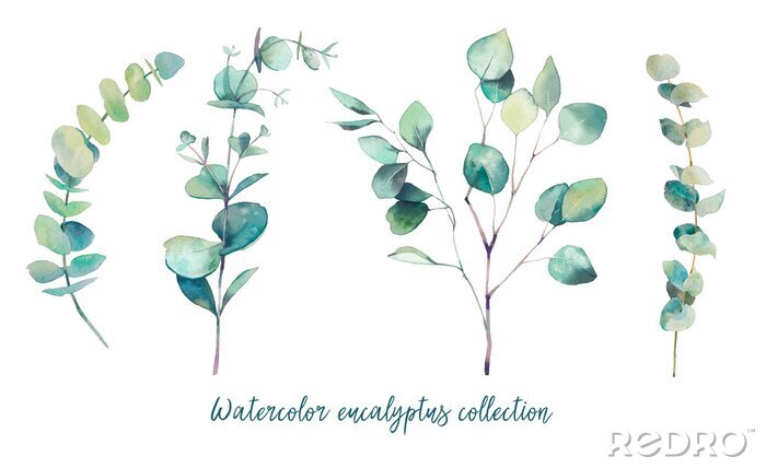 Papier peint  Illustration pastel de différentes branches d'eucalyptus