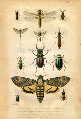 Papier peint  Illustration rétro avec des insectes