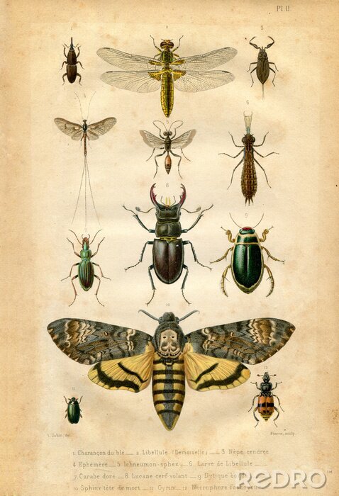 Papier peint  Illustration rétro avec des insectes