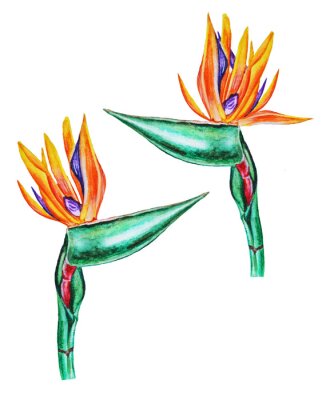 Papier peint  Illustration strelitzia watercolor flowers. Hand drawn 
on an isolated white background.