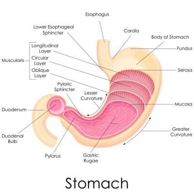 Papier peint  illustration vectorielle de diagramme de l'anatomie de l'estomac humain