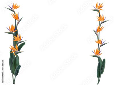 Papier peint  Illustration vectorielle de Strelitzia reginae isolée sur blanc. Feuilles vertes, conception de cadre de bouquet fleur d'oranger et violet. Afrique du Sud plante à fleurs également connue sous le nom 