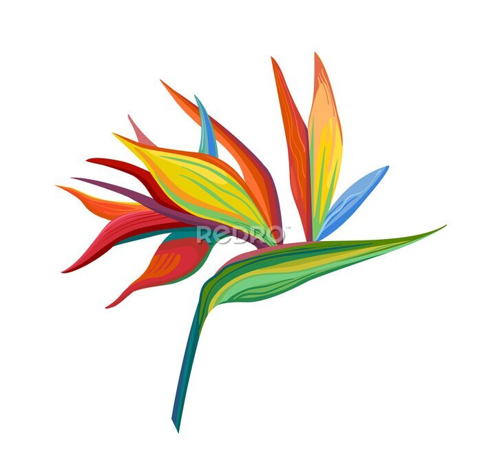 Papier peint  illustrations Strelitzia flowers and green leaves strelitzia bright colours on. Floral botanical flower. Wild leaf wildflower isolated. Exotic tropical hawaiian jungle.
