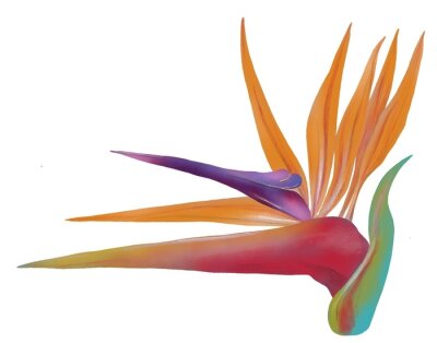 Papier peint  Ilustración de flor de ave del paraíso, Strelitzia reginae, sobre fondo blanco