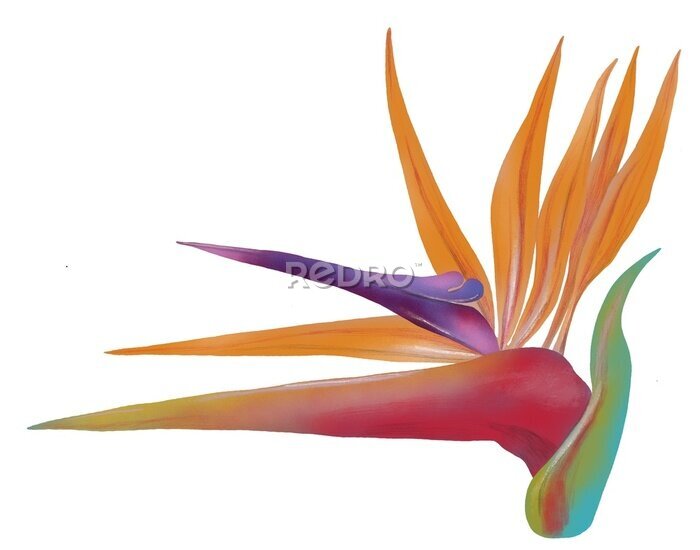 Papier peint  Ilustración de flor de ave del paraíso, Strelitzia reginae, sobre fondo blanco