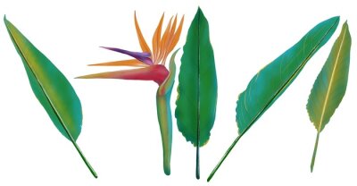 Papier peint  Ilustración de flores y hojas de ave del paraíso, Strelitzia reginae, sobre fondo blanco