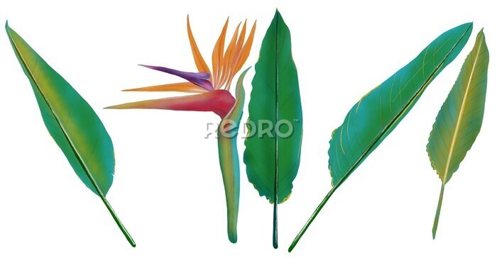 Papier peint  Ilustración de flores y hojas de ave del paraíso, Strelitzia reginae, sobre fondo blanco