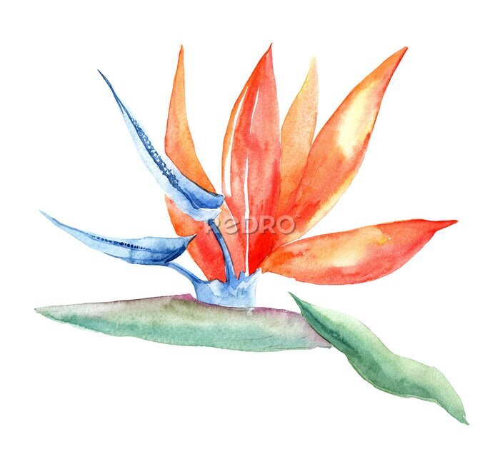 Papier peint  Image aquarelle de strelitzia reginae