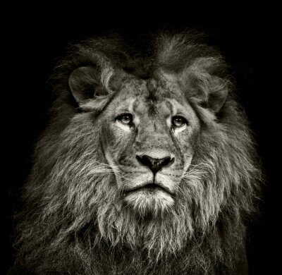 Image de lion en noir et blanc
