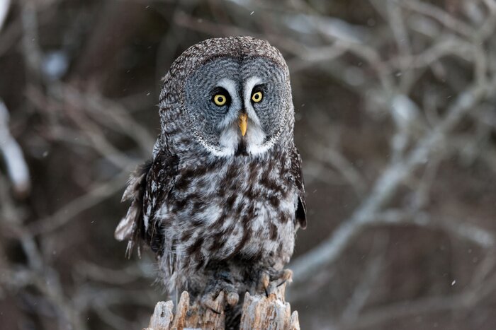 Papier peint  Image en couleur d'un paysage de hibou gris, également connu sous le nom de Grey Owl, perché sur une scène de forêt enneigée en hiver.
