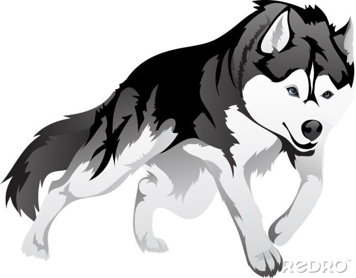 Papier peint  Image graphique d'un loup