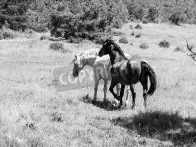 Papier peint  Image monochrome chevaux