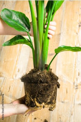 Papier peint  Image of strelitzia nicolai seedling and roots while repotting.