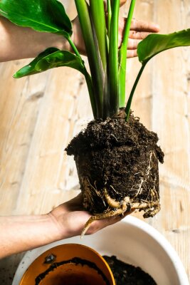 Papier peint  Image of strelitzia seedling and its roots. Repotting concept.