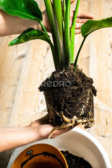 Papier peint  Image of strelitzia seedling and its roots. Repotting concept.