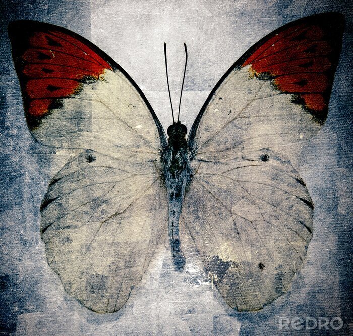 Papier peint  Image rétro papillon