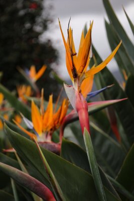 Papier peint  Imponujące, wielobarwne kwiaty strelicji, rajskiego ptaka rosnące na pięknej zielonej Maderze. Impressive, multi-colored flowers of strelitzia, a bird of paradise, growing in the beautiful Madeira.